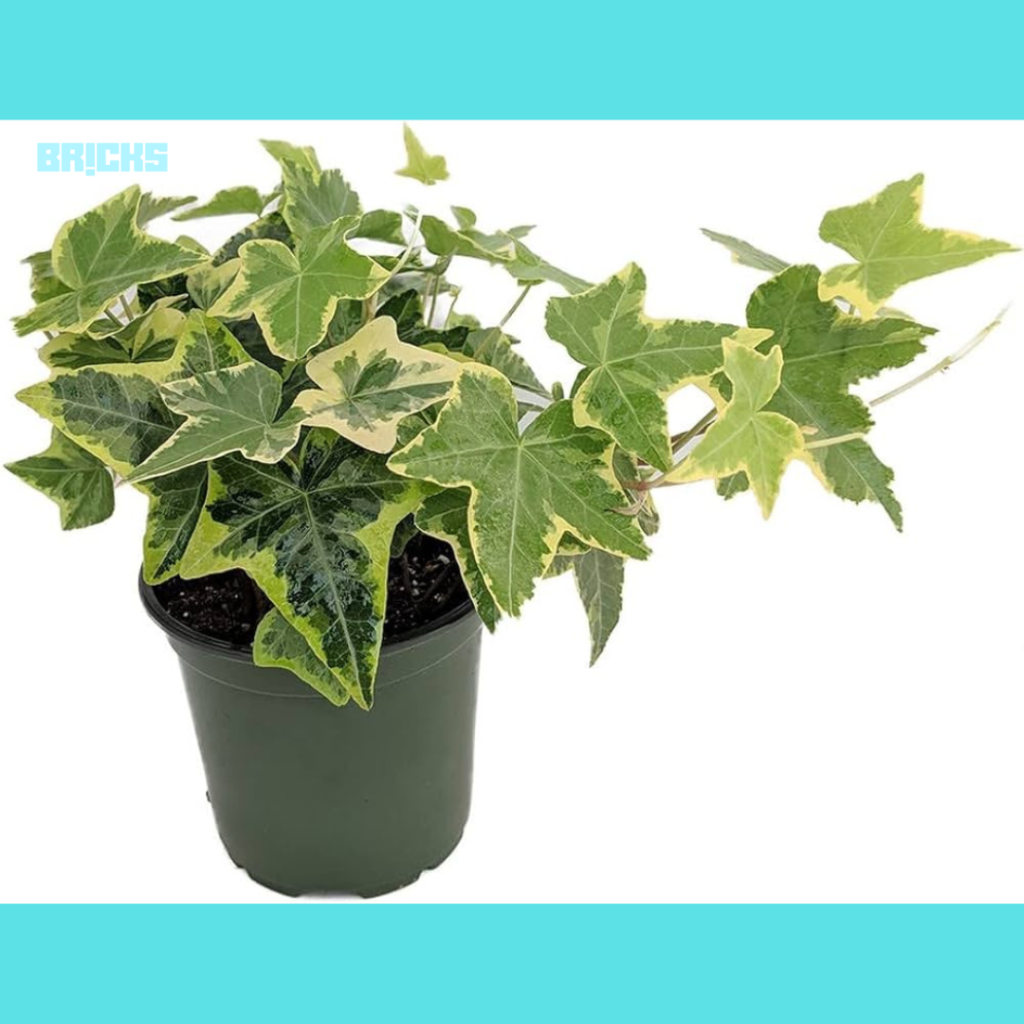 English Ivy is pretty indoor plant for your home