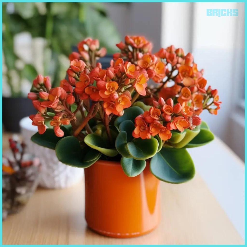 Kalanchoe is a colorful indoor plant