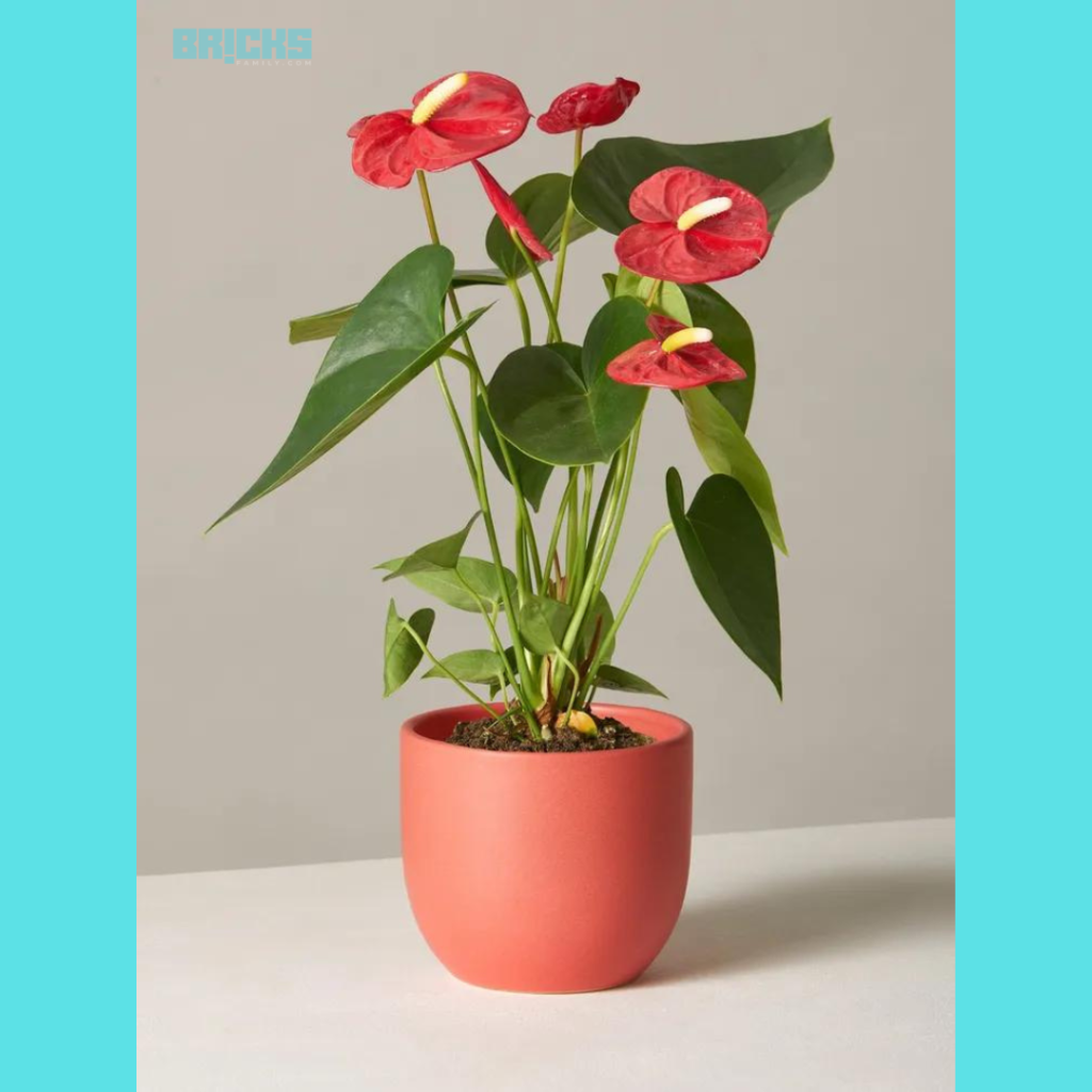 An Anthurium has beautiful flowers that add beauty to your house