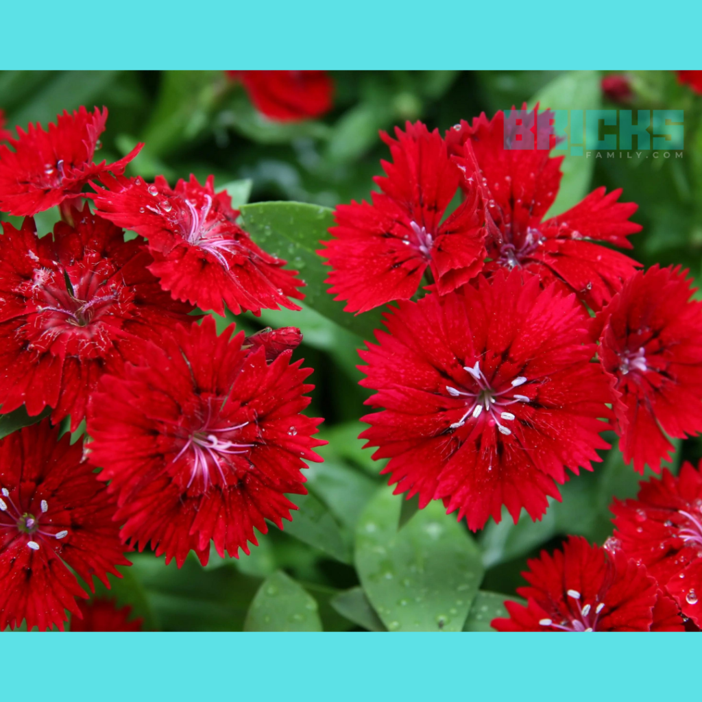 Dianthus Flower showcasing nature's vibrant pallette