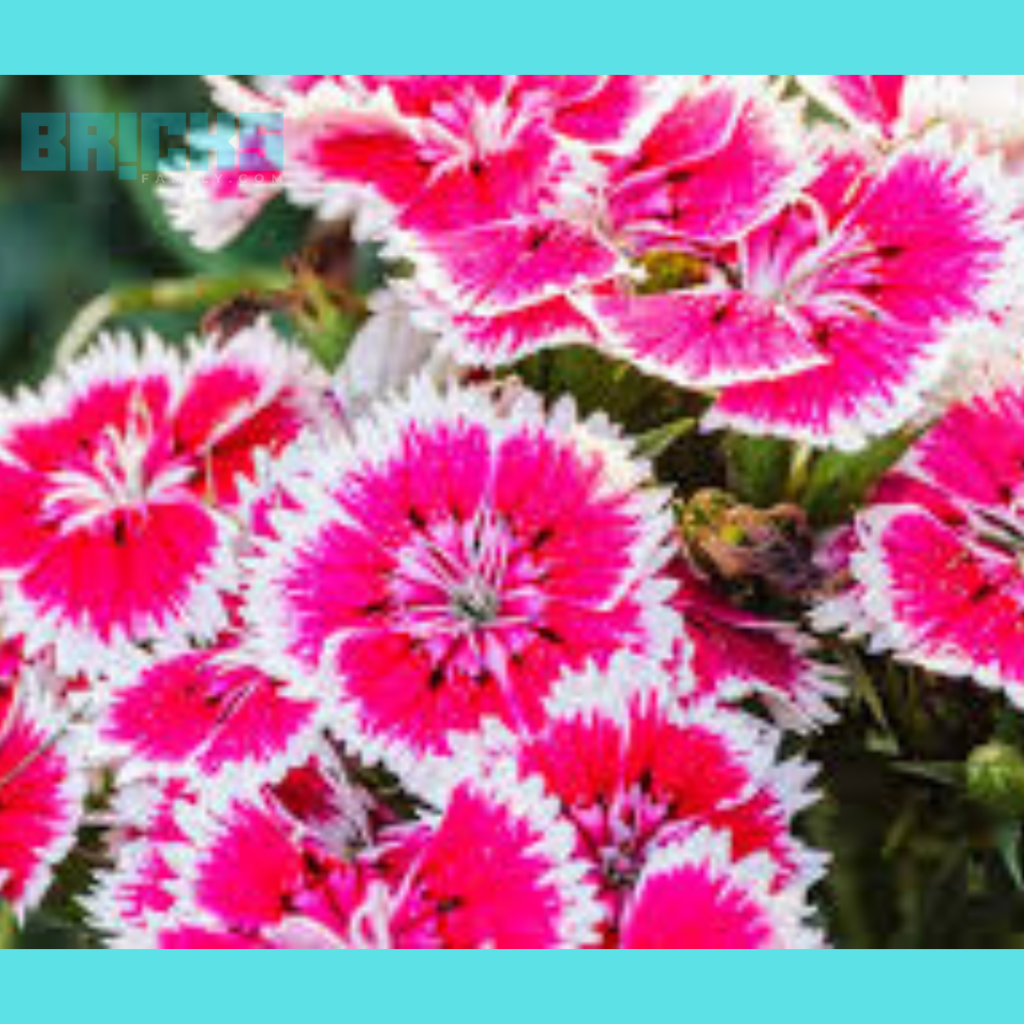 China pink Dianthus Flower