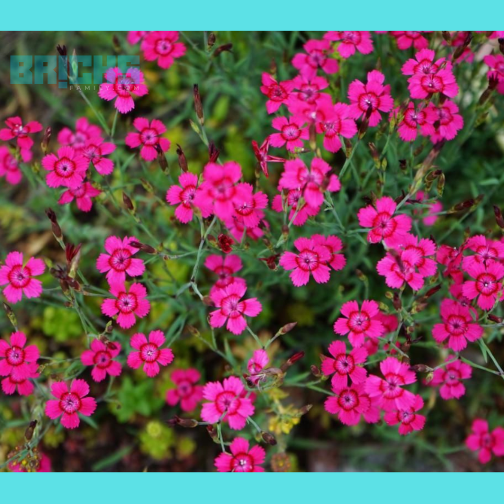 Hardy carnation dianthus flowers