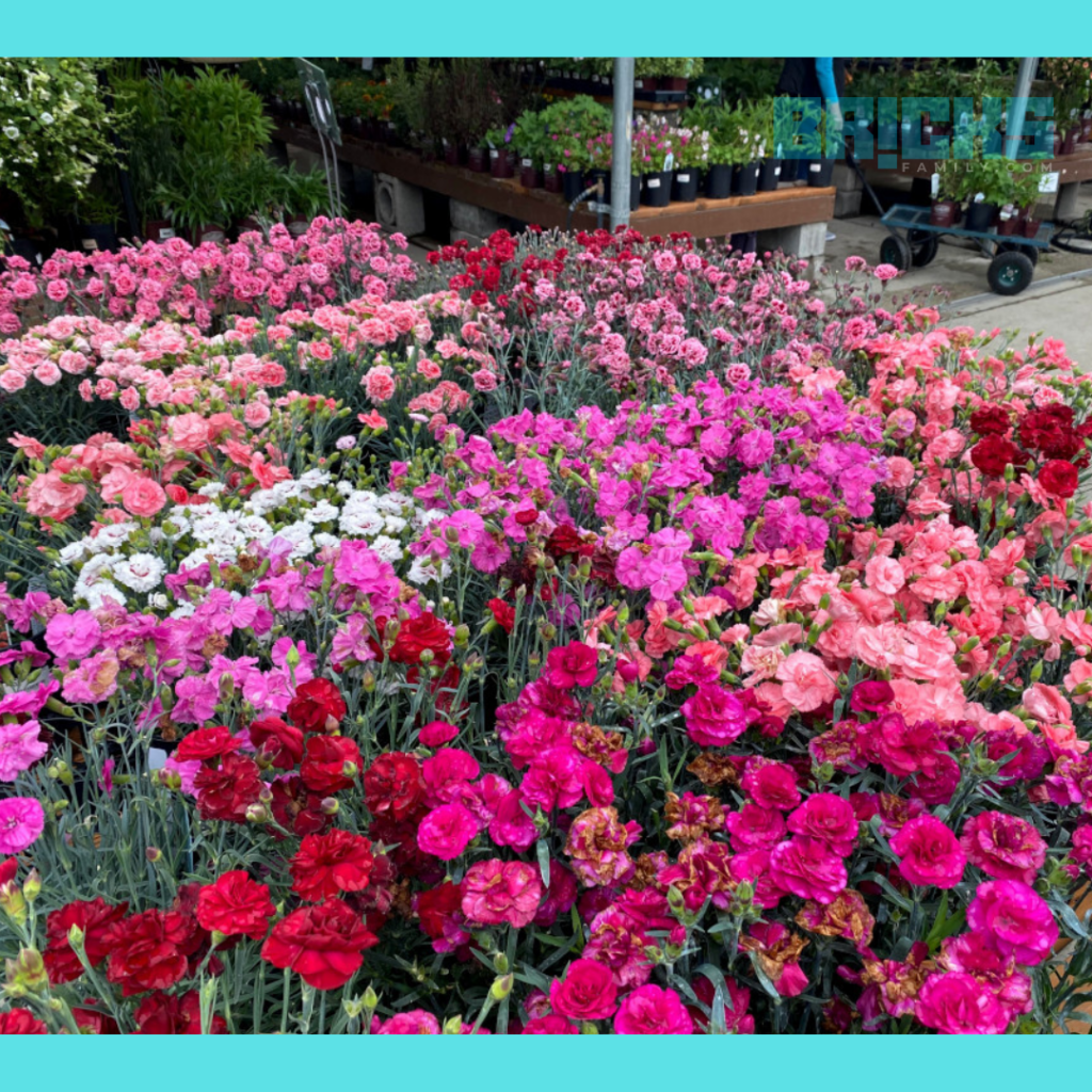 dianthus flowers garden