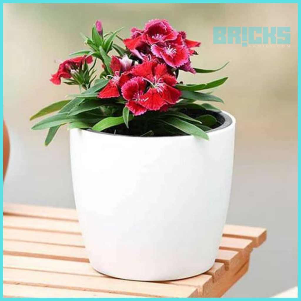 Dianthus flowers add beauty to your space