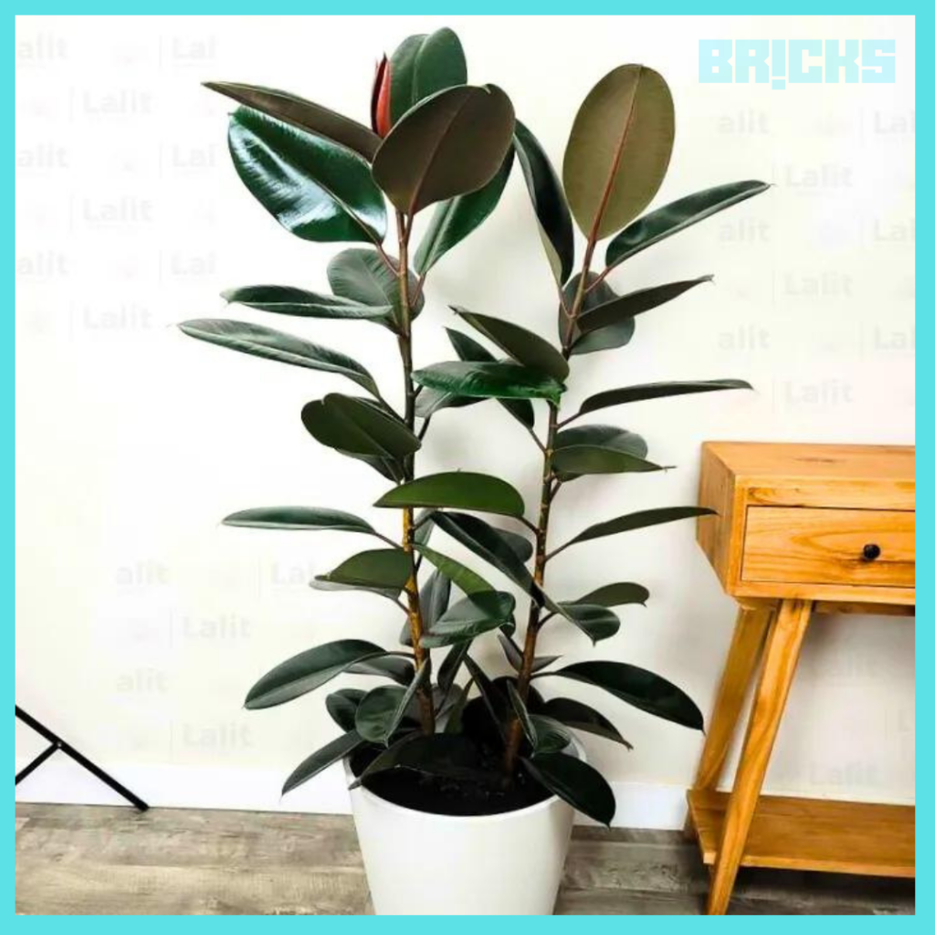 Ficus Rubber Plant