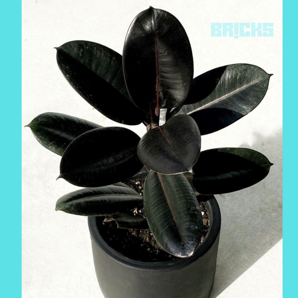 Black prince rubber plant