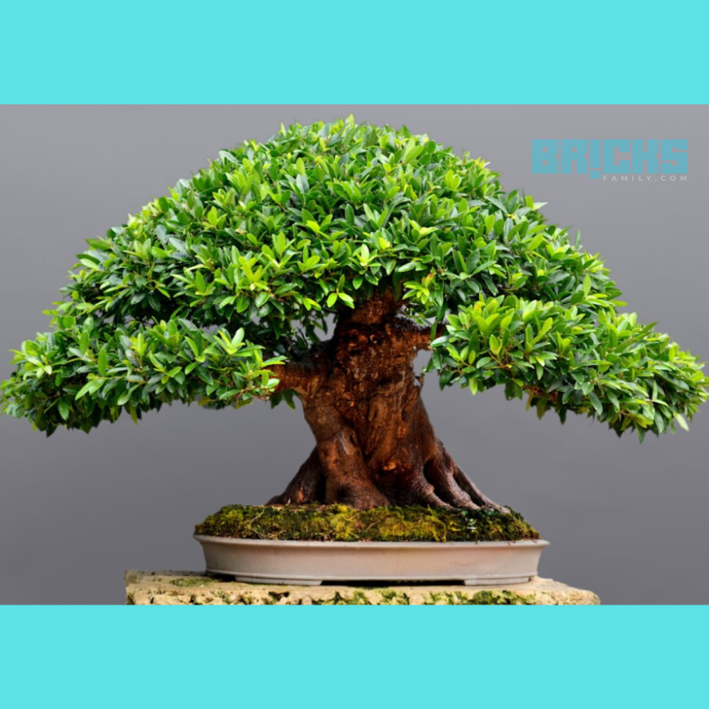 Bonsai plants add beauty to your home