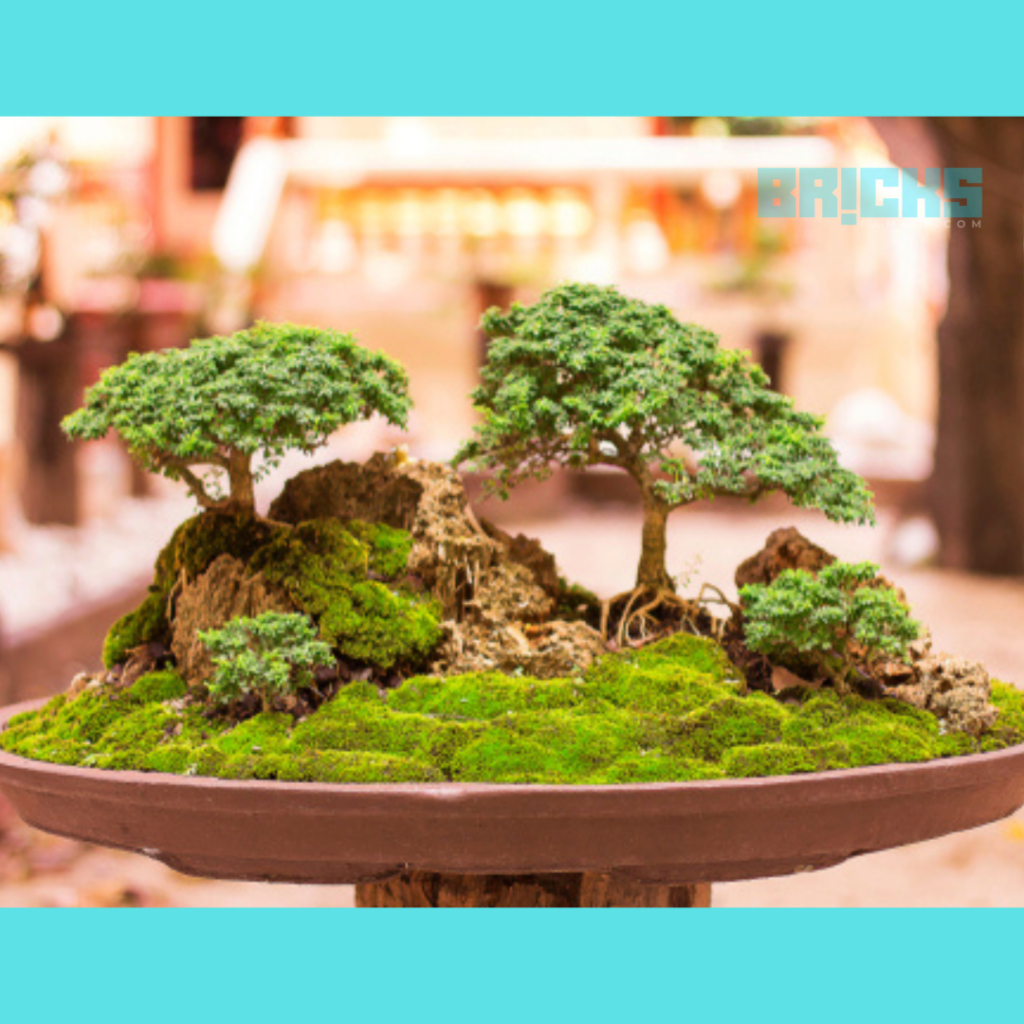 Give landscaping & styling to bonsAI PLANTS