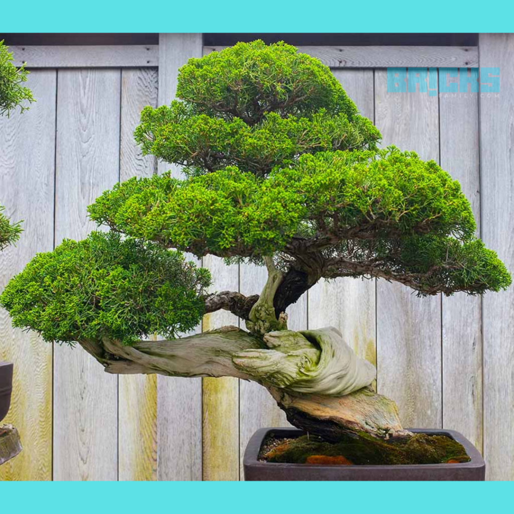 Give shape to your bonsai plant with your creativity