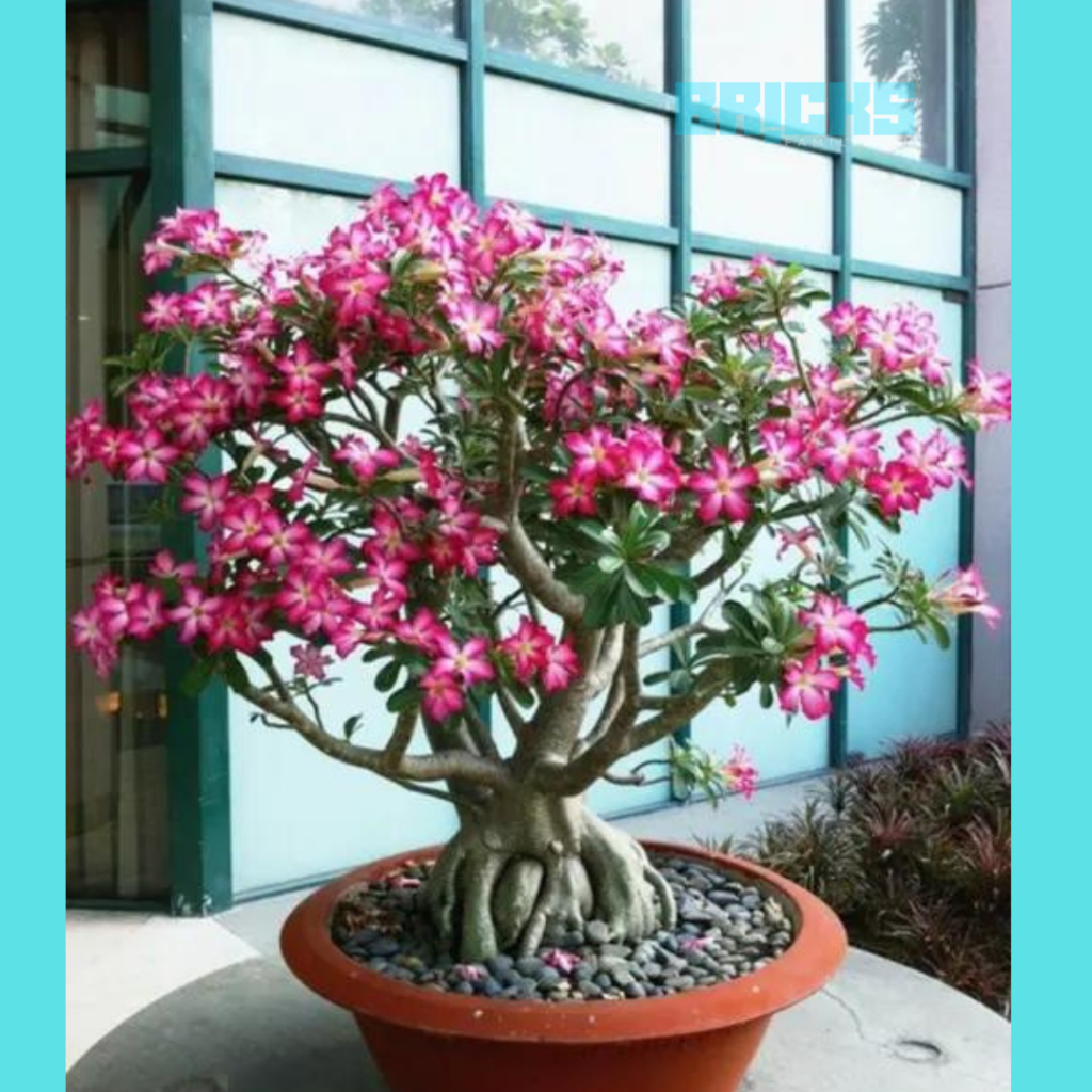 Exotic bonsai plant