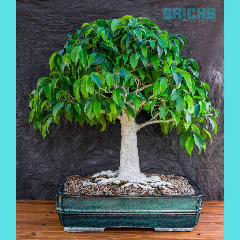 Quick growing bonsai plants at home