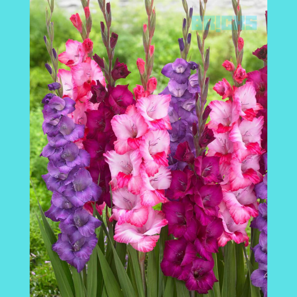 Beautiful Gladiolus Flowers 