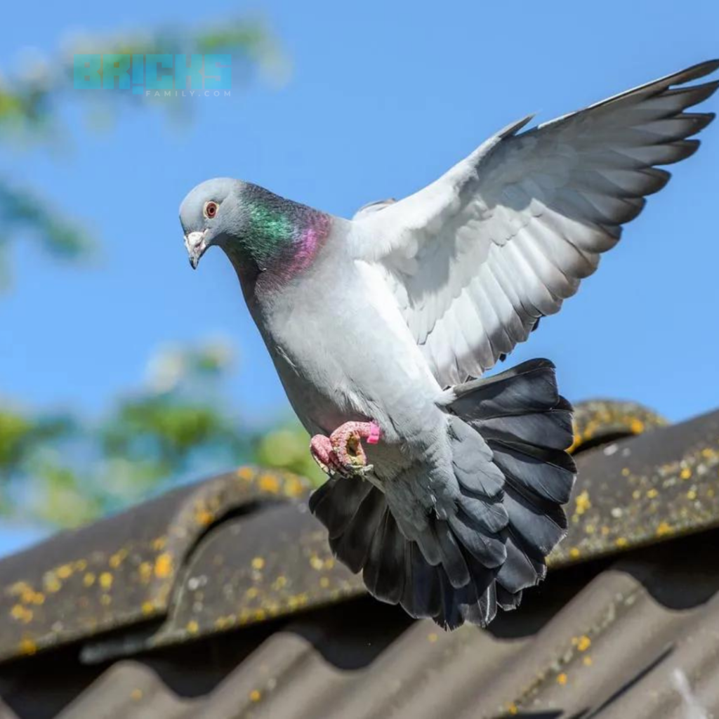 Pigeons on Roof
