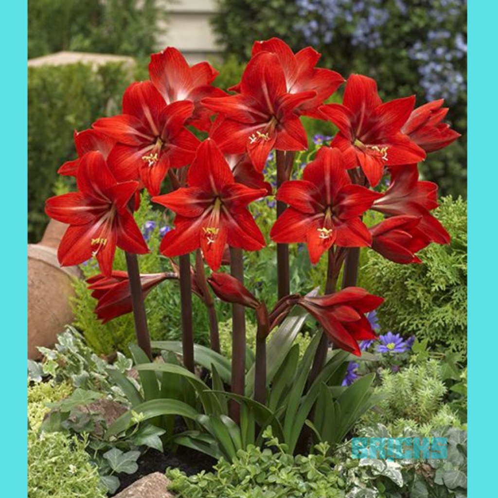 Beautiful red Amaryllis flowers