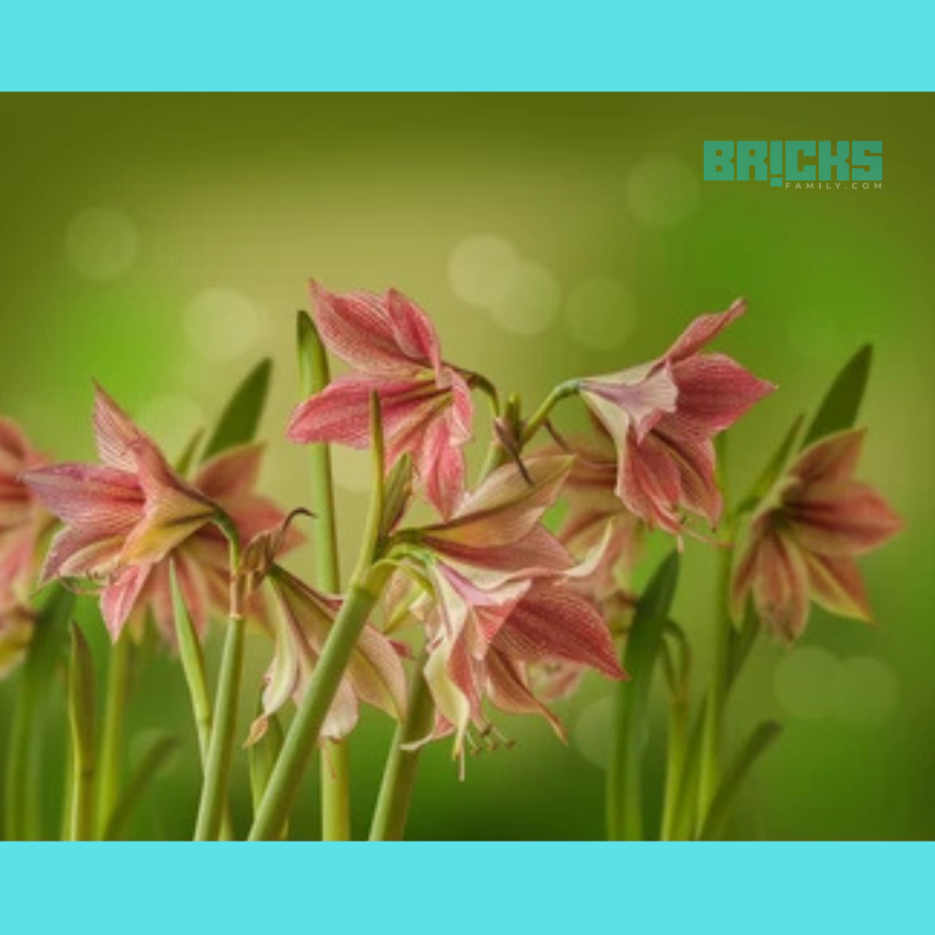 Amaryllis flowers highliting in vivid colors