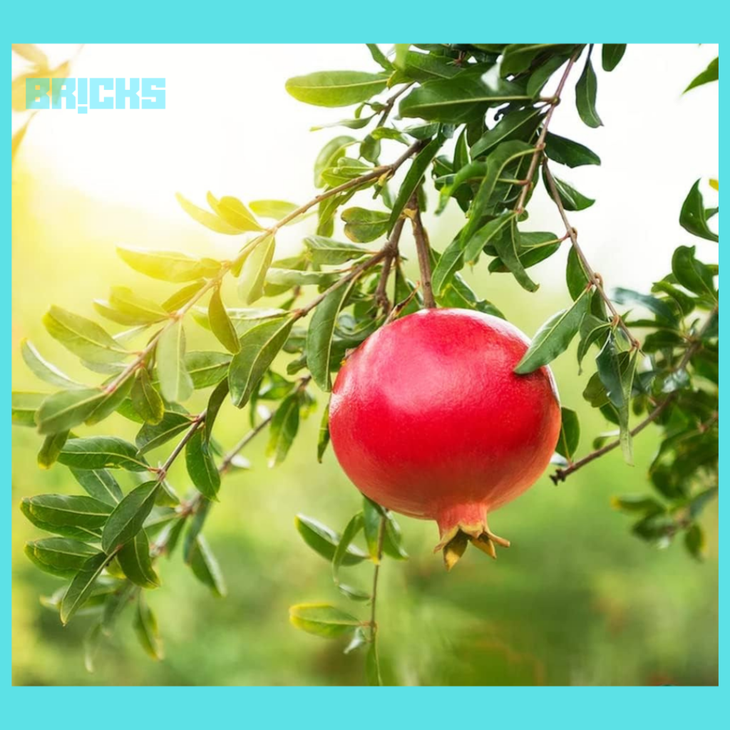 Pomegranate plant require proper care
