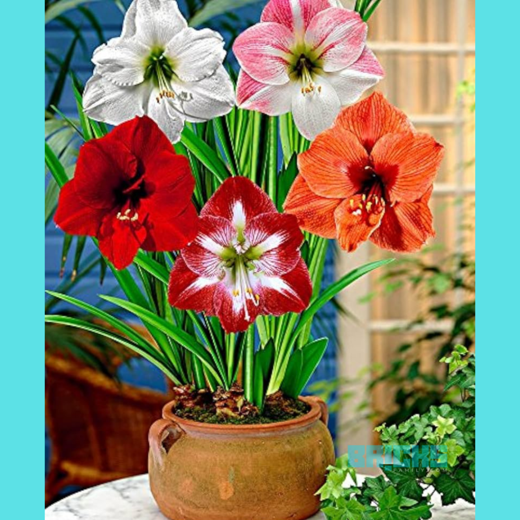 Vibrant display of colorful Amaryllis flowers