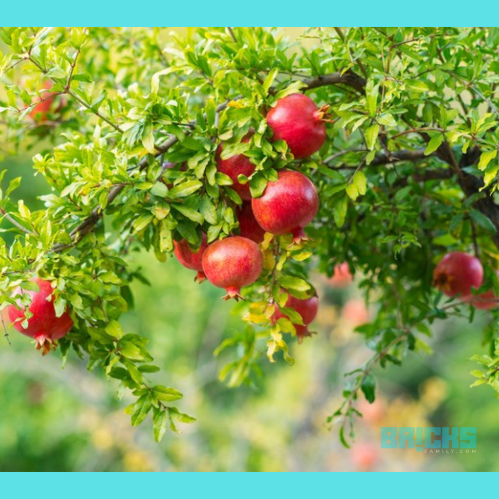 Attractive pomegranate plant