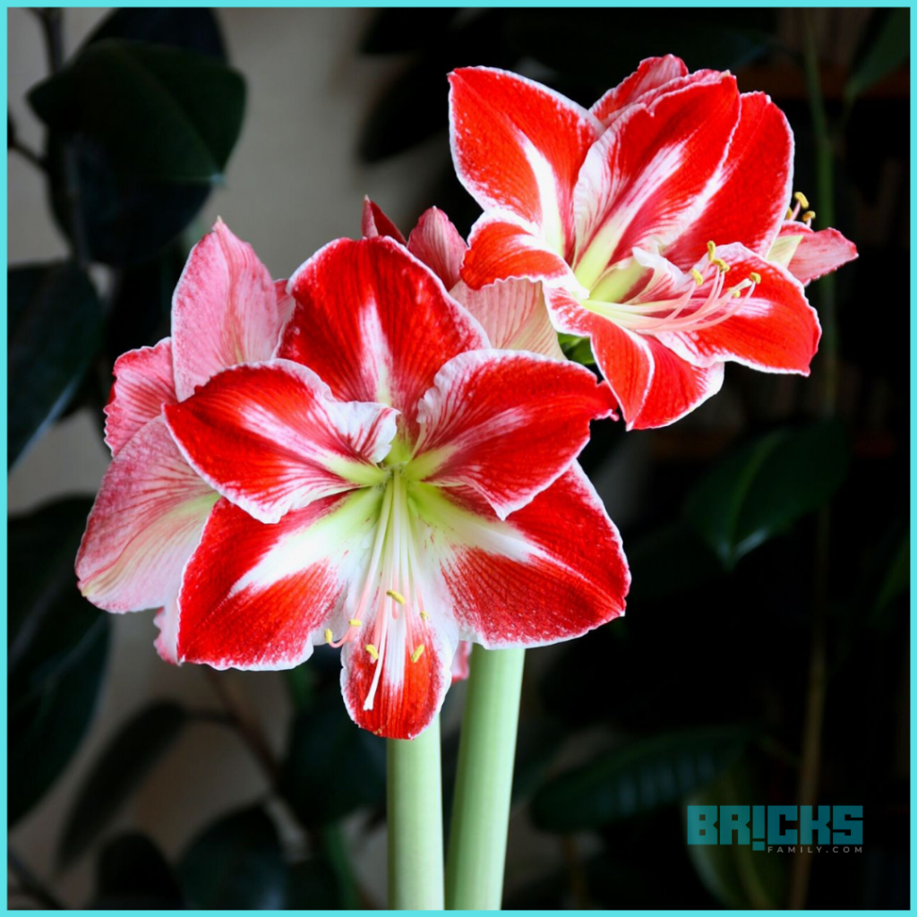 A striking red Amaryllis flower