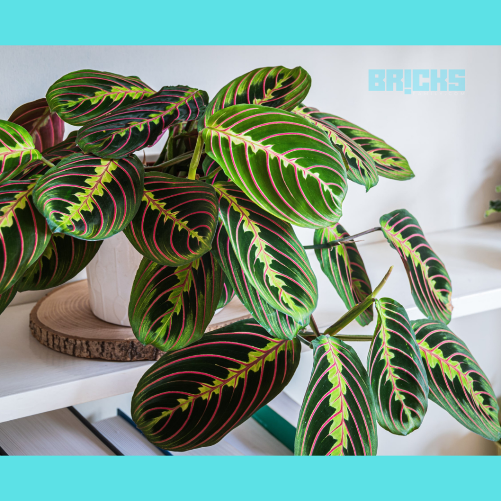 Prayer plant is low growing tropical plant