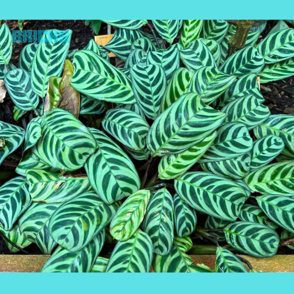 prayer plant with beautiful leaves