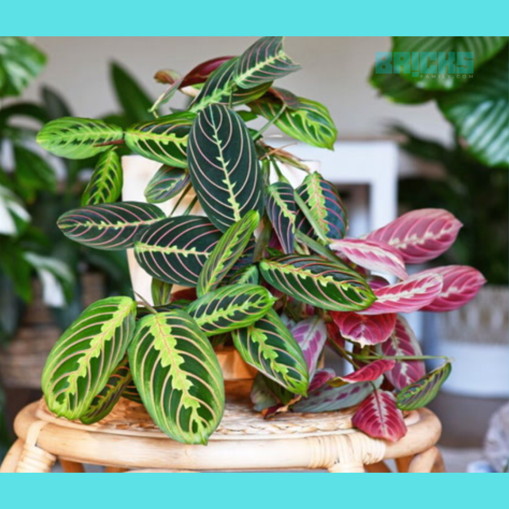 Red prayer plant