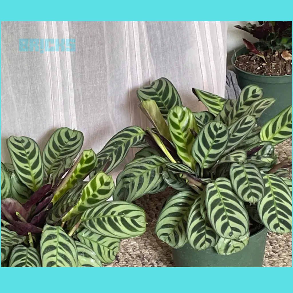 Fishbone Prayer Plant