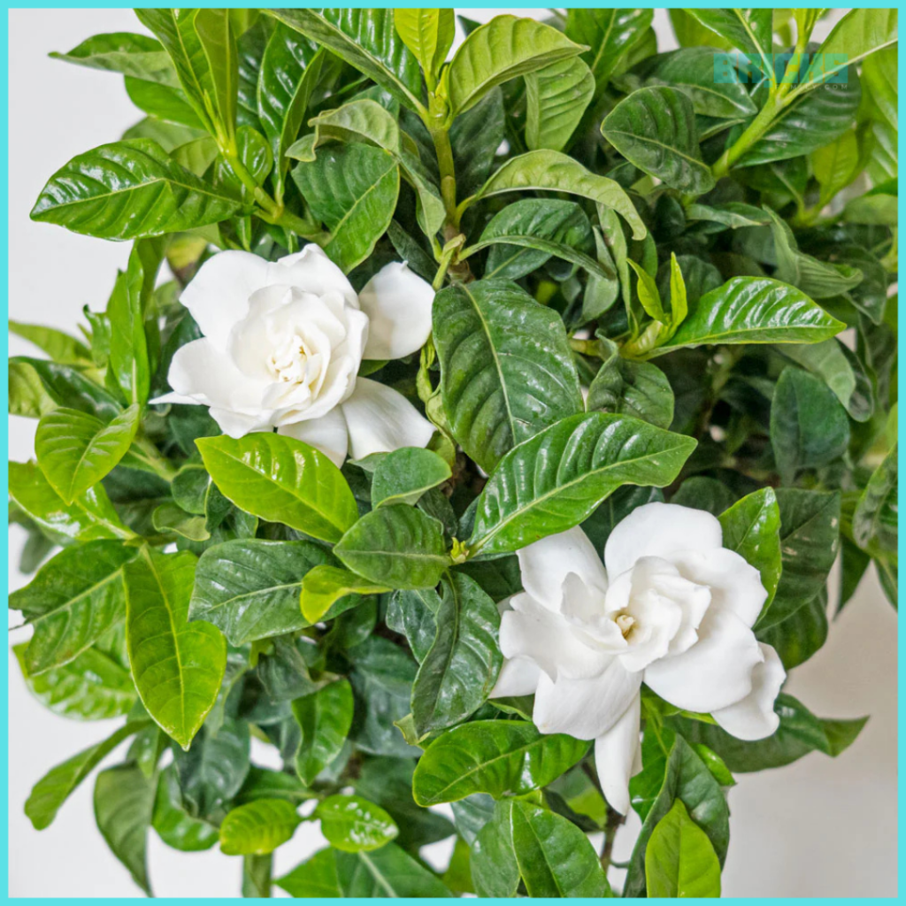 Gardenia plants at home