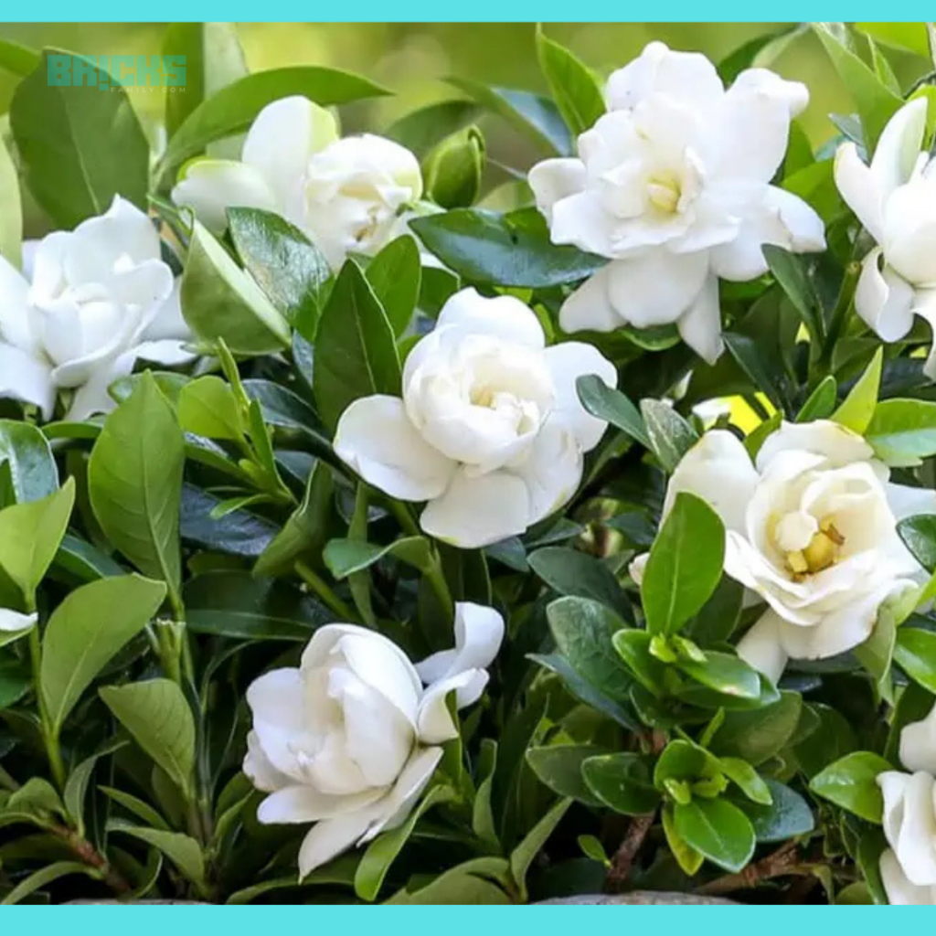 Gardenia flowers